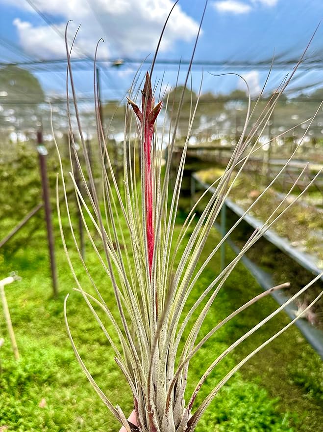 ragnaroc Air Plants - Tillandsia Juncea, Jumbo 8-12" - 3ct - Live Arrival Guaranteed - House Plants for Home Decor & Gift