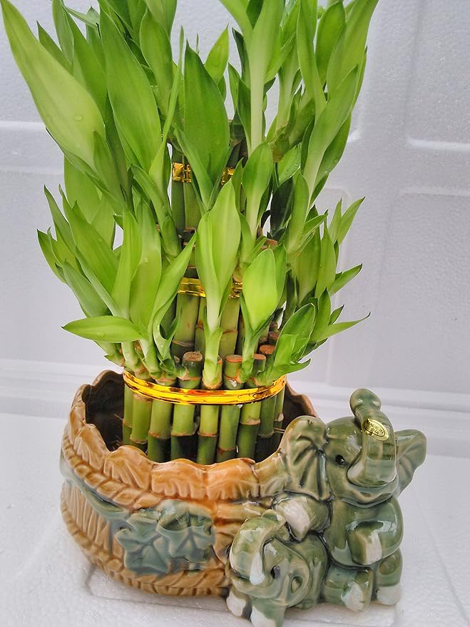 jmbamboo-Three Tiered Lucky Bamboo Arrangement Elephant Vase Favor