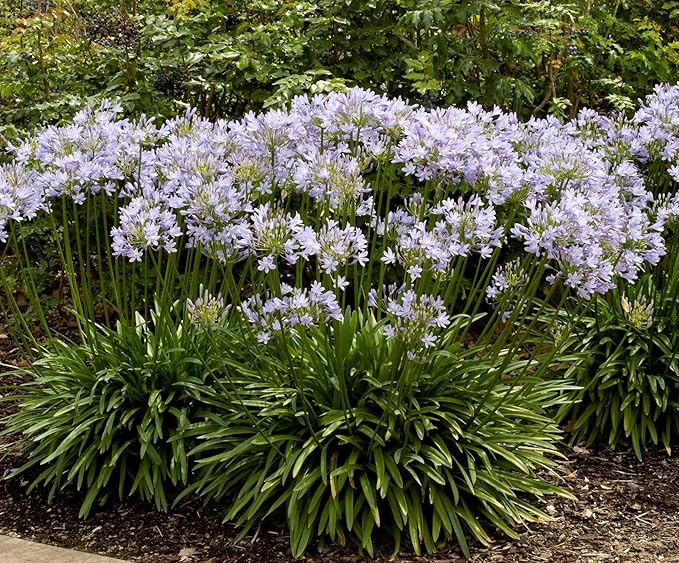 Agapanthus Africanus 'Lily of The Nile' - 30 Live Plants - 2" Pot Size - Blooming Groundcover