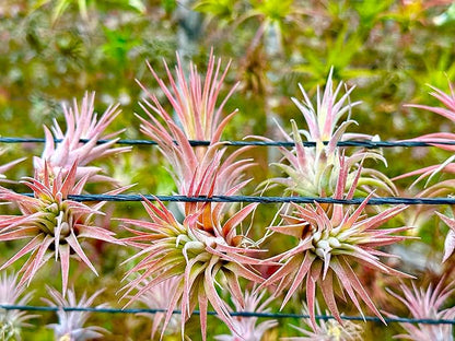 ragnaroc Air Plants Bulk - Tillandsia Ionantha Wholesale Pack, Regular 1-3" - 50ct - Live Arrival Guaranteed - House Plants for Home Decor & Gift