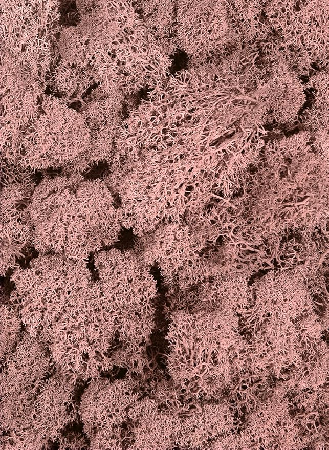 SuperMoss (25150) Reindeer Moss Preserved, Dusty Rose, 3 lbs