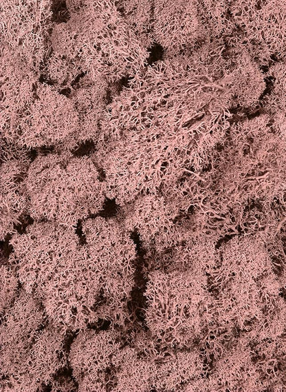 SuperMoss (21791) Reindeer Moss – Soft Preserved Moss for Home Decor, Crafts, Terrariums, Floral Design, and Wedding Decorations, 2,588 cu in, Dusty Rose