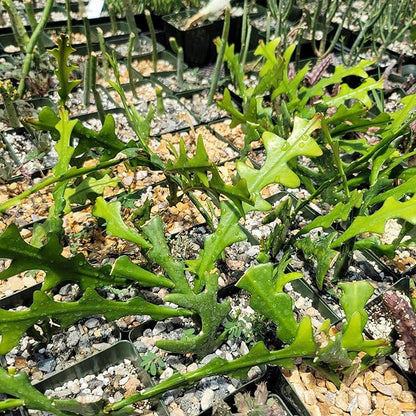 Planet Desert Epiphyllum anguliger Fishbone Cactus Cutting
