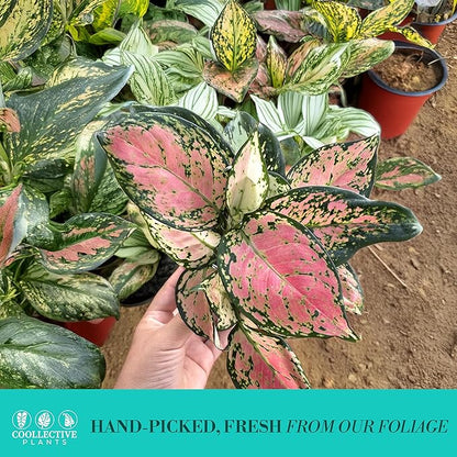 CoollectivePlants Aglaonema Katrina – Aglaonema Live Plant in 4” Grower’s Pot, Chinese Evergreen Plant Live, Green and Pink Variegated Foliage, Includes UniHeat Pack for Winter Protection