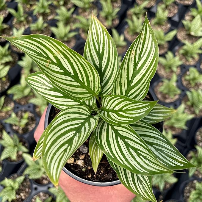 Calathea Vittata Live Plant for Indoor | Different Houseplants in 4'' & 6'' Pot | Real House Plant for Living Room, Office, Desk & Bathroom | Peacock Plant | Zebra Plant