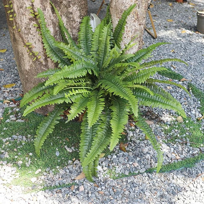 Artificial Ferns for Outdoors & Indoors, 45in Large Fake Ferns Plants with 55 Fronds & Fiddlehead - 2 Stems Looks Real Faux Fern Greenery for Porch Garden Home Office Decor