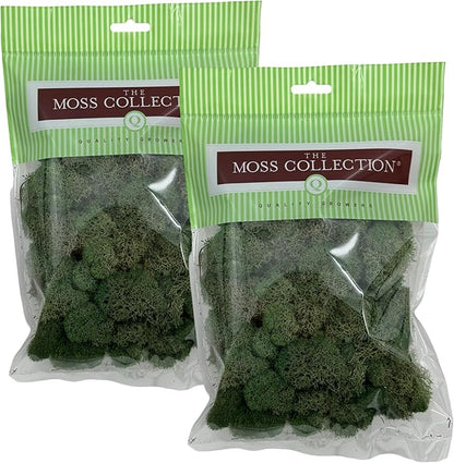 Quality Growers - Preserved Reindeer Moss - Moss for Crafts, Home Decor, Art, Design & DIY Projects - Non-Toxic - USA Made (Basil, Small, 2-Pack)
