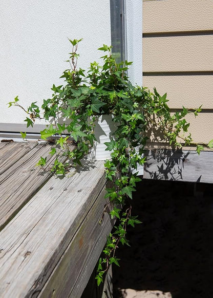 American Plant Exchange English Ivy – Live 6-Inch 2-Pack, Fast-Growing Air-Purifying Vine, Easy-Care Indoor & Outdoor Houseplant for Hanging Baskets, Walls & Home or Office Décor