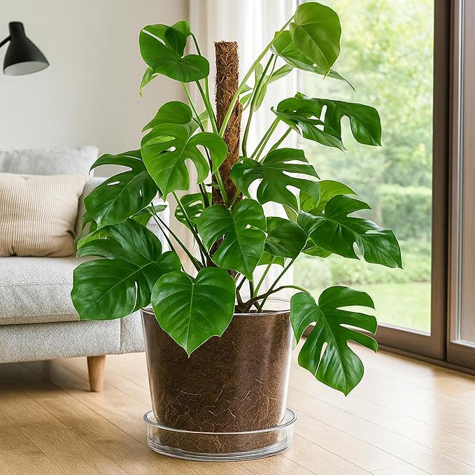 Phoenix Vine 10 Inch 12 Inch Clear Acrylic Houseplants Planter Pot with Tray, Orchid Pot with Drainage Holes, Deep Saucer for Bottom Watering, Transparent Containers for Indoor Plants, Herbs, 91-B-Z