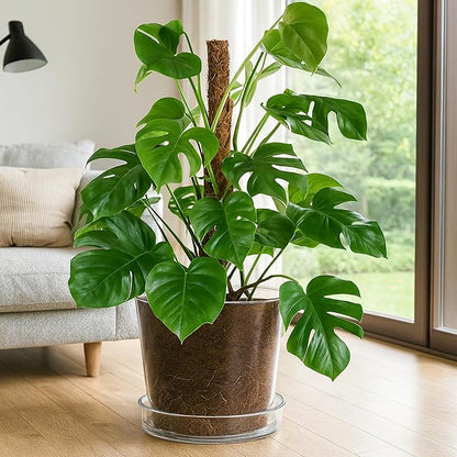 Phoenix Vine 10 Inch 12 Inch Clear Acrylic Houseplants Planter Pot with Tray, Orchid Pot with Drainage Holes, Deep Saucer for Bottom Watering, Transparent Containers for Indoor Plants, Herbs, 91-B-Z