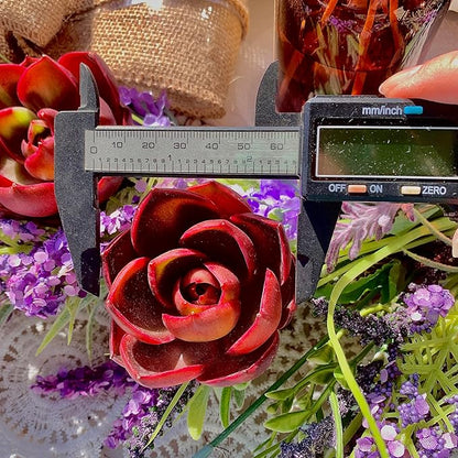 Succulent Plants Live Echeveria Red Lantern – Bright Red Rare Succulent, Easy Care Live Plant for Indoor Outdoor Home & Garden Decor