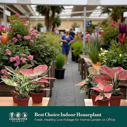 CoollectivePlants Aglaonema Live Plant Combo (Pack of 6) – Grower’s Choice Assorted Chinese Evergreen Indoor Plants Live Houseplants in 4” Growers Pots | Pet Friendly | Easy Care Low Light Houseplants