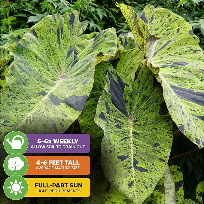 Mojito Elephant Ear PPAF Live Plant - Colocasia esculenta - Wellspring Gardens Starter Plant for Collectors and Garden Enthusiasts, Elephant Ears Plant, Lush Tropical Foliage for Planting (1-Pack)