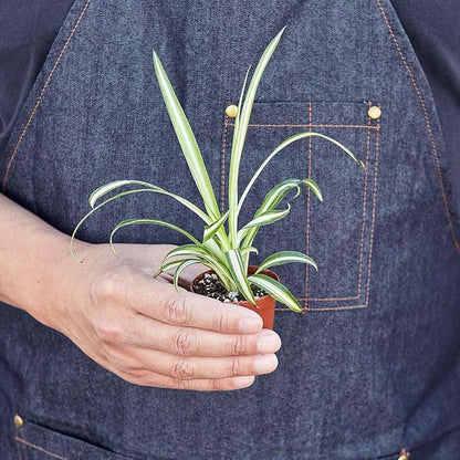 Spider Plant Reverse Live Plant for Indoor | Different Houseplants in 3'' Pot | Real House Plant for Living Room, Office, Desk & Bathroom | Spider Plant | Airplane | Spider Ivy