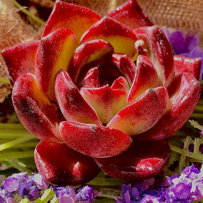Succulent Plants Live Echeveria Lovebird – Colorful Succulent, Easy Care Bare Root Live Plant for Indoor Outdoor Home, Garden & Gifts