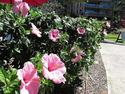 Pink Hibiscus. rosa-sinensis. Live Plant - Tropical Blooming Hibiscus, Pretty Flowers, Used in Tea and Juice (2 Pink Hibiscus Cups)