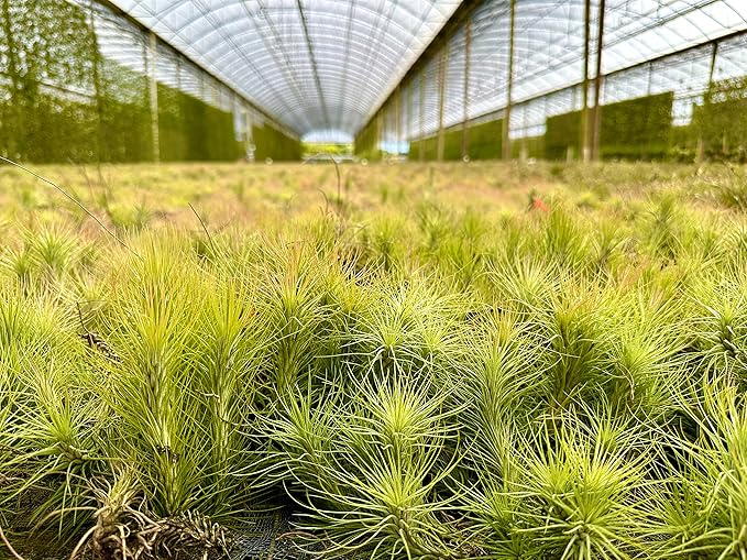 ragnaroc Air Plants - Tillandsia Funckiana, Large 5" - 2ct - Live Arrival Guaranteed - House Plants for Home Decor & Gift