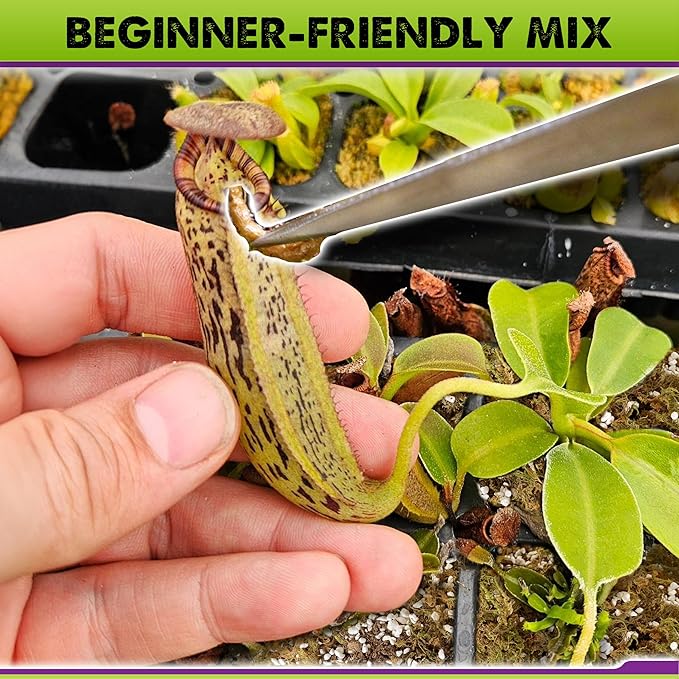 DUSPRO Carnivorous Plant Soil Mix 3QT-Include Forest Moss, Peat Moss, Perlite Potting Mix for Carnivorous Plants, Carnivorous Plants, Pitcher Plant, Butterworts, Sundews - Carnivorous Plant
