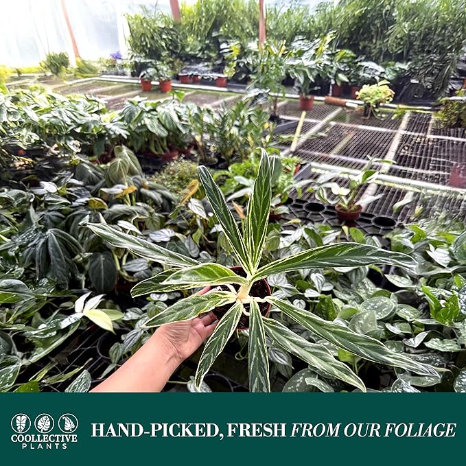 CoollectivePlants Aglaonema Bamboo – Live Indoor Plant in 4" Growers Pot - Elegant Green & Silver Foliage, Easy Care Low Light Houseplant