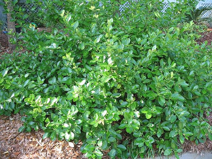 Greenwood Nursery: Live Ground-Cover Plants - Purple WinterCreeper + Euonymus Fortunei Coloratus - [Qty: 200 Bare Roots] - (Click for Other Available Plants/Quantities)