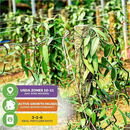 Vanilla Bean Orchid Live Plant (3-Pack) - Vanilla planifolia by Wellspring Gardens - Fragrant Vanilla Beans, Versatile Vine, Tropical Elegance, Aromatic Treasure - Vanilla Bean Starter Plant