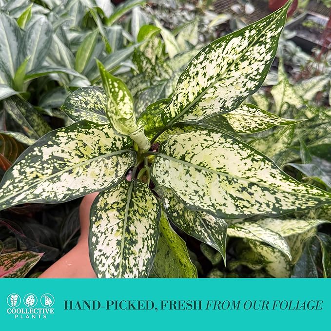 Aglaonema Snow White, Spring Snow, Live Plant in a 4 Inch Growers Pot, Live Indoor, Easy to Grow, Easy to Care, and Low Maintenance Houseplant,White Plants