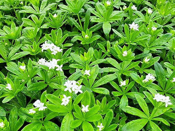 Greenwood Nursery: Live Ground-Cover Plants - Pachysandra Terminalis + Japanese Spurge - [Qty: 1x Pint Pot] - (Click for Other Available Plants/Quantities)