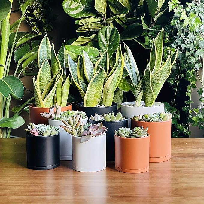 D'vine Dev 4 Inch 5 Inch 6 Inch, Set of 3 Plastic Planter Pots for Plants with Drainage Hole and Seamless Saucers, Terracotta Color, Small, 74-V-C-1