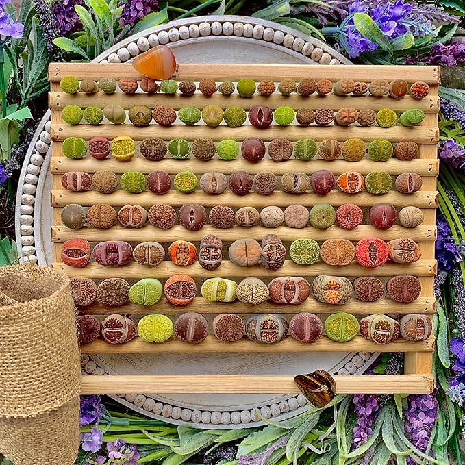 10 Pcs Lithops Succulent Plants Live – 0.6-0.8" Rare Living Stones Mix, Succulents Bare Root Without Pot & Soil, Easy-Care Indoor Office Desk Decoration, Unique Plant Gifts for Succulent Lovers