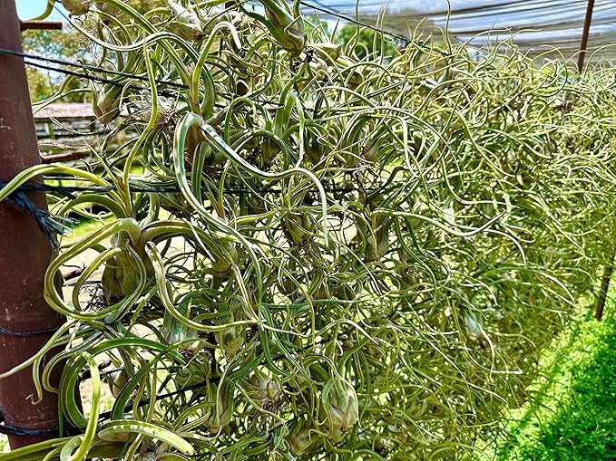 ragnaroc Air Plants - Flowering Tillandsia Caput Medusae, Large 5-7" - 1ct - Live Arrival Guaranteed - House Plants for Home Decor & Gift