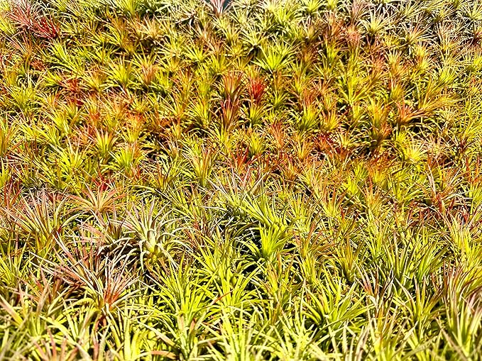 ragnaroc Air Plants Bulk - Tillandsia Ionantha Wholesale Pack, Regular 1-3" - 50ct - Live Arrival Guaranteed - House Plants for Home Decor & Gift