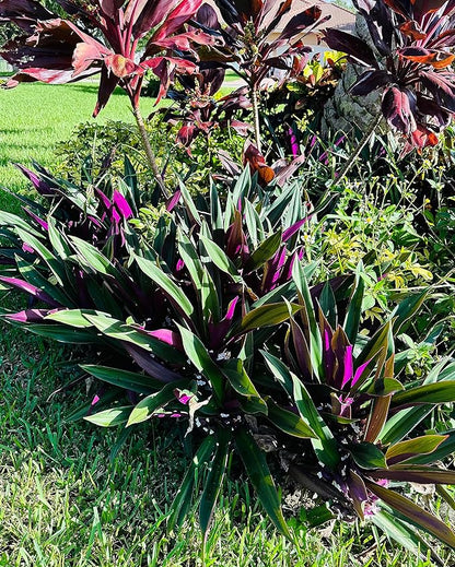 SIX Outdoor Live Plants- Oyster Plant Purple & Green - Grows to Medium Height Outdoor Plant- Young Small Plant