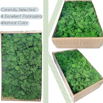 Preserved Moss 1.1 lb Artificial Moss for Potted Plants Natural Fresh Green Moss for Crafts Fake Moss Arts Orchid Moss Wall Decor Wedding Centerpieces Garden Terrariums Christmas Decoration-MidGreen