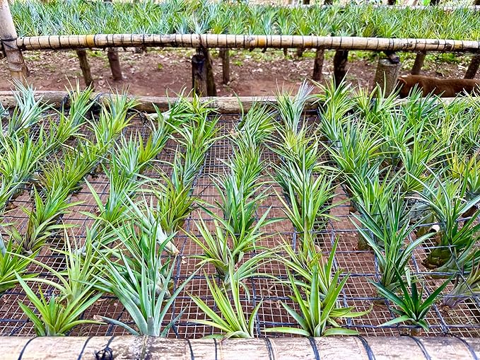 ragnaroc Air Plants - Tillandsia Fasciculata Tricolor, Large 4-6" - 3ct - Live Arrival Guaranteed - House Plants for Home Decor & Gift