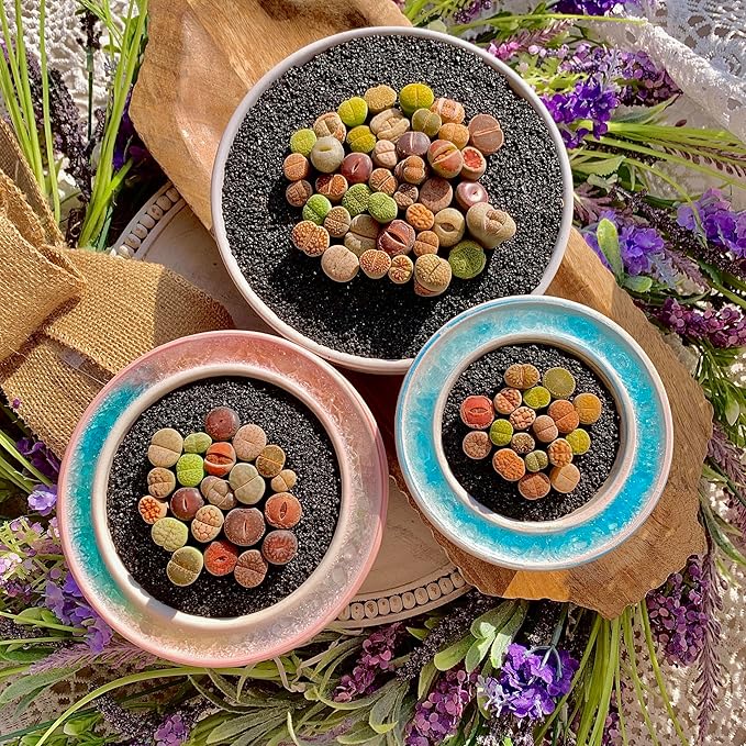 Lithops Succulent Plants Live – 0.6-0.8" 100 Pcs Rare Living Stones Mix, Succulents Bare Root Without Pot & Soil, Easy-Care Indoor Office Desk Decoration, Unique Plant Gifts for Succulent Lovers