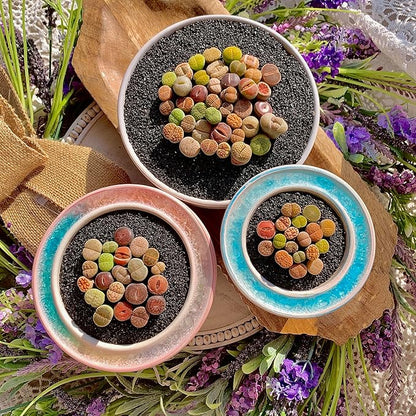 Lithops Succulent Plants Live – 0.6-0.8" 100 Pcs Rare Living Stones Mix, Succulents Bare Root Without Pot & Soil, Easy-Care Indoor Office Desk Decoration, Unique Plant Gifts for Succulent Lovers