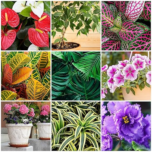 The Old Farmer's Almanac Houseplant & Flower Plant Food Mini Spikes - NPK 5-5-5 for Continuous Feeding and Vibrant Colors (24 Mini Spikes)