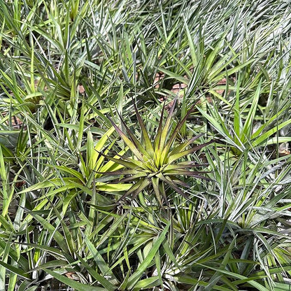 ragnaroc Air Plants - Tillandsia Fasciculata Tricolor, Large 4-6" - 2ct - Live Arrival Guaranteed - House Plants for Home Decor & Gift