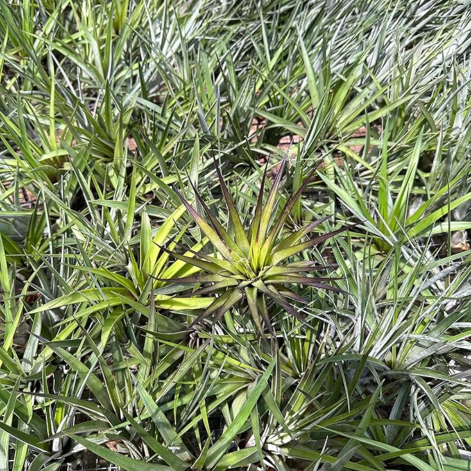 ragnaroc Air Plants - Tillandsia Fasciculata Tricolor, Large 4-6" - 3ct - Live Arrival Guaranteed - House Plants for Home Decor & Gift