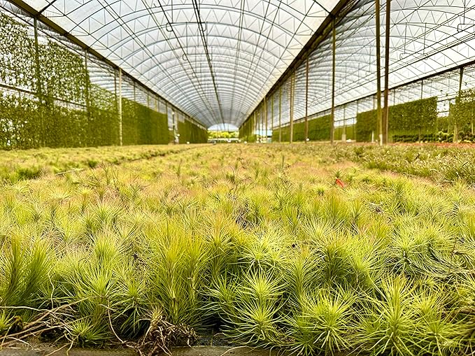ragnaroc Air Plants - Tillandsia Funckiana, Large 5" - 5ct - Live Arrival Guaranteed - House Plants for Home Decor & Gift