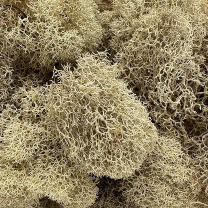 Preserved Reindeer Moss - Moss for Crafts, Home Decor, Art, Design & DIY Projects - Non-Toxic - USA Made (Natural, Medium)