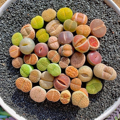 Lithops Succulent Plants Live – 0.6-0.8" 30 Pcs Rare Living Stones Mix, Succulents Bare Root Without Pot & Soil, Easy-Care Indoor Office Desk Decoration, Unique Plant Gifts for Succulent Lovers