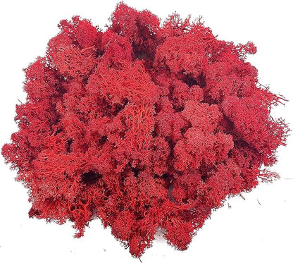 Moss Preserved Moss for Potted Plants Natural Fresh Green Reindeer Moss for Craft Arts Floral Wall Decor Decor Wedding Centerpieces Garden Artificial Terrariums Decoration for Christmas - Red 3.52OZ