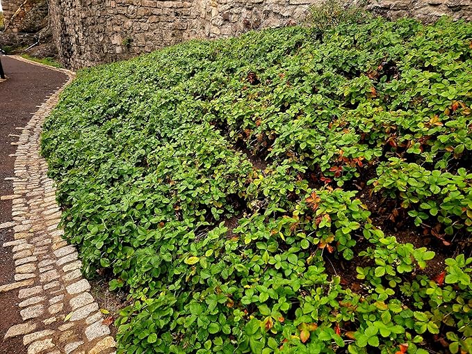 Greenwood Nursery: Live Ground-Cover Plants - Pachysandra Terminalis + Japanese Spurge - [Qty: 3X Pint Pots] - (Click for Other Available Plants/Quantities)