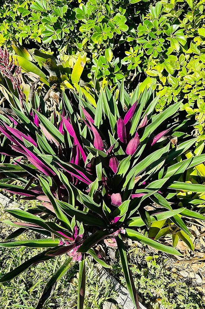 SIX Outdoor Live Plants- Oyster Plant Purple & Green - Grows to Medium Height Outdoor Plant- Young Small Plant