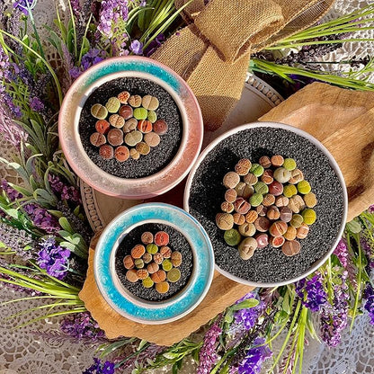 Lithops Succulent Plants Live – 0.6-0.8" 30 Pcs Rare Living Stones Mix, Succulents Bare Root Without Pot & Soil, Easy-Care Indoor Office Desk Decoration, Unique Plant Gifts for Succulent Lovers