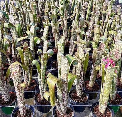 ragnaroc Live Plants – Bromeliad Billbergia Marmorata, 12" in 5" Pot - 1ct - Live Arrival Guaranteed - House Plants for Home Decor & Gift